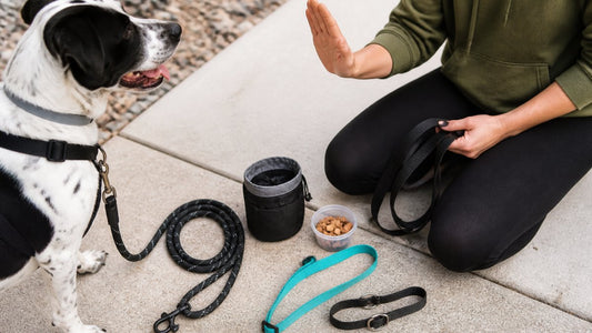 7 Leash Training Tips for Reactive Dogs