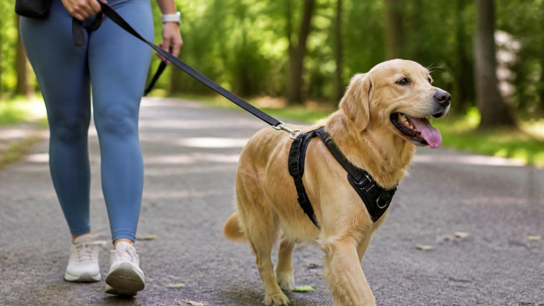 Best Dog Harness for Leash Training: 2026 Guide