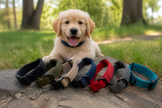 Durable Collars for Active Puppies: 7 Picks for 2026