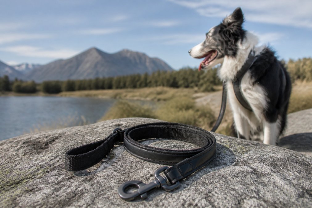 Durable Dog Leashes: Top Alternatives to Jeffers Pet
