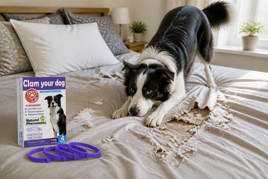 How to Stop Dog From Digging in Bed: 7 Steps