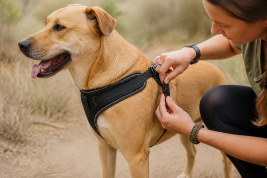 Prevent Harness Chafing on Dogs: A Complete Guide