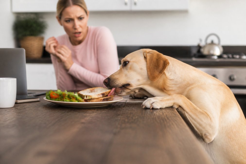 Preventing Food Stealing in Dogs: 7 Steps That Work