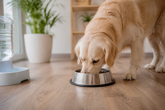 Safe Feeding Solutions for Dogs: A 2026 Guide