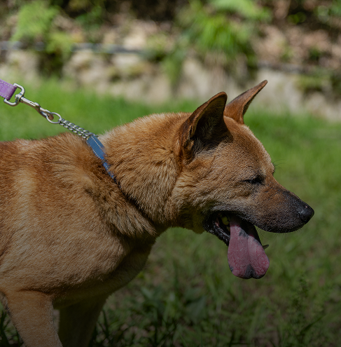 Leashes & Collars