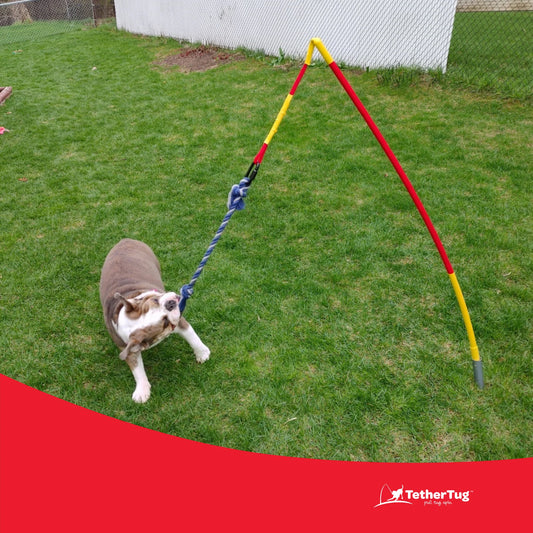Durable Dog Tug Toy Kit for All Sizes – Solo Play & Heavy Duty Options