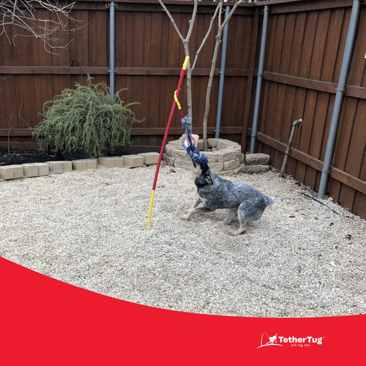 Durable Dog Tug Toy Kit for All Sizes – Solo Play & Heavy Duty Options