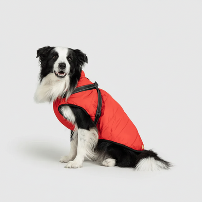 3 in 1 Winter Jacket + FREE Dog Safety Belt