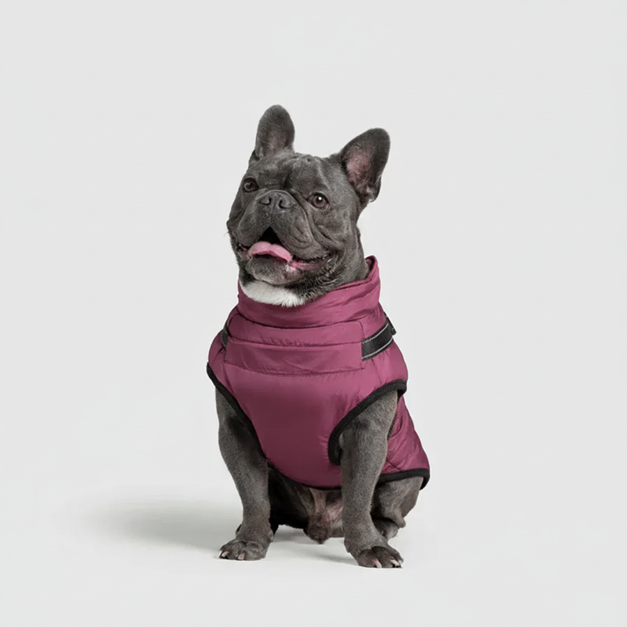 3 in 1 Winter Jacket + FREE Dog Safety Belt